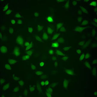 Green Fluorescent HeLa Cell Line