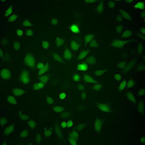 Green Fluorescent HeLa Cell Line