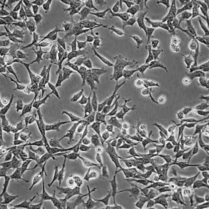 Green Fluorescent HEK293 Cell Line