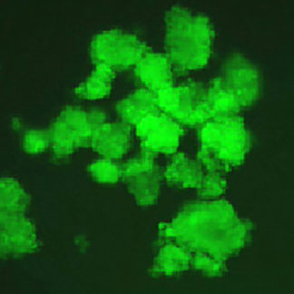 Green Fluorescent PC12 Cell Line