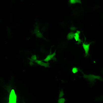 Green Fluorescent COS-7 Cell Line