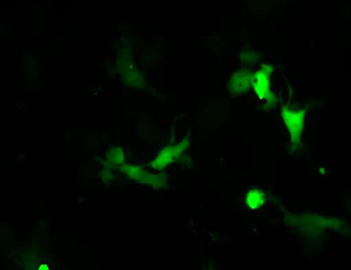 Green Fluorescent COS-7 Cell Line