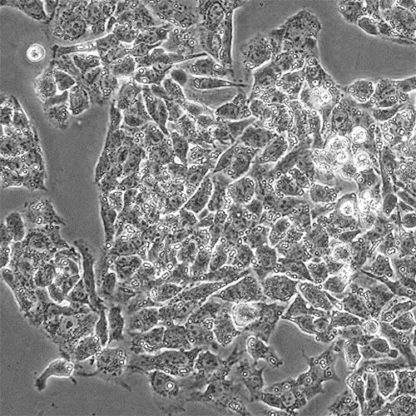 Green Fluorescent HEPG2 Cell Line