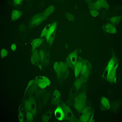 Green Fluorescent HEPG2 Cell Line