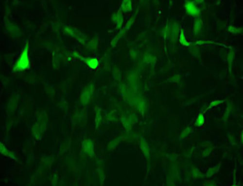 Green Fluorescent CT26 Cell Line