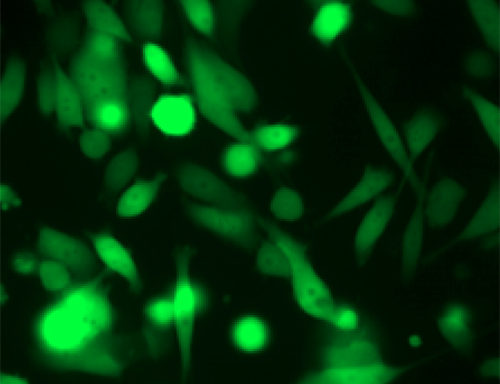Green Fluorescent PC-3 Cell Line