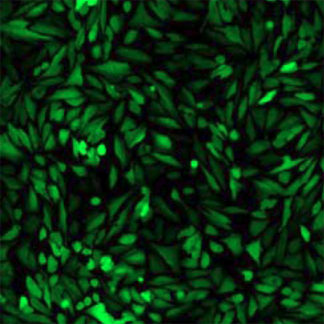 Green Fluorescent U2OS Cell line