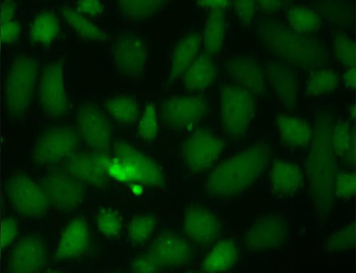 Green Fluorescent SK-LU-1 Cell Line