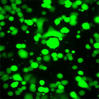 Green Fluorescent SK-Br-3 Cell Line