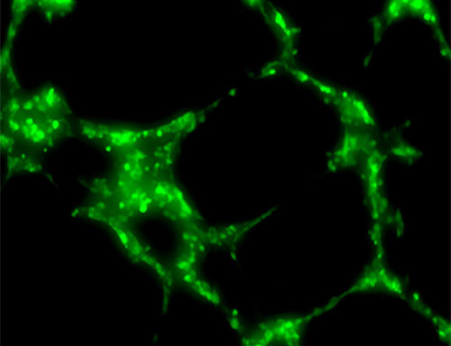 Green Fluorescent Primary HUVEC – Tube Formation Assay Cells