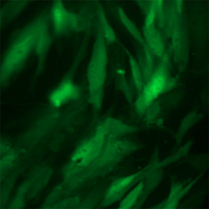 Green Fluorescent Primary Human Dermal Fibroblasts