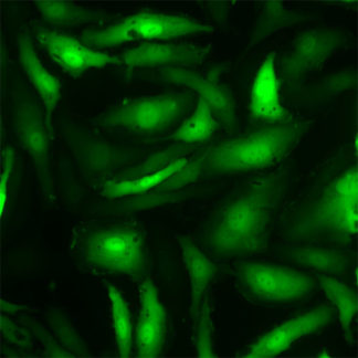 Fluorescent Primary Human Brain Microvascular Endothelial Cells