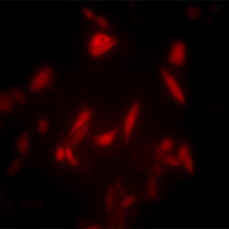 Red Fluorescent CHO-K1 Cell Line