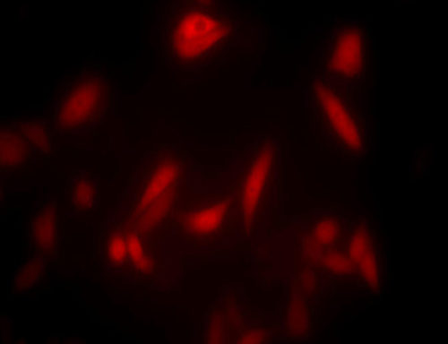 Red Fluorescent CHO-K1 Cell Line