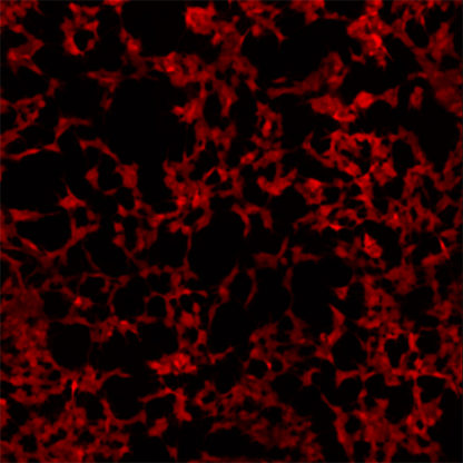 Red Fluorescent SH-SY5Y Cell Line