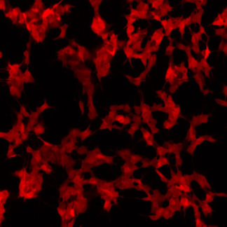 Red Fluorescent SH-SY5Y Cell Line