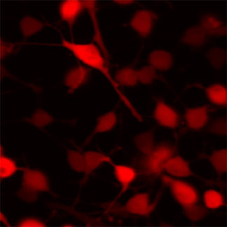 Red Fluorescent 3T3 Cell Line