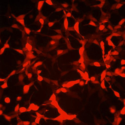 Red Fluorescent HEK293 Cell Line