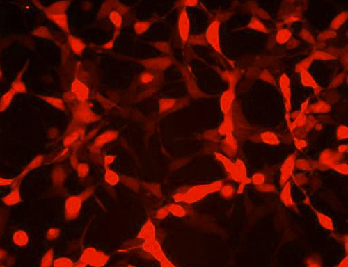Red Fluorescent HEK293 Cell Line