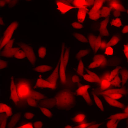 Red Fluorescent PC-3 Cell Line