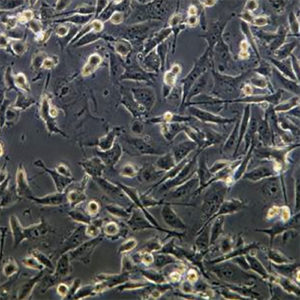 Red Fluorescent MDA-MB-231