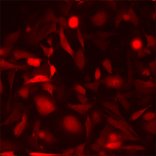 Red Fluorescent MDA-MB-231