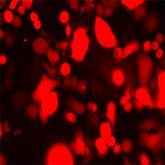 Red Fluorescent SK-Br3 Cell line