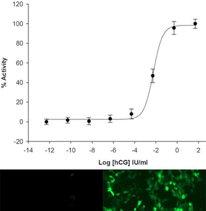 Luteinizing Hormone - Choriogonadotropin Receptor and CRE-tGFP Stable Co-expressing HEK293 Cell Line