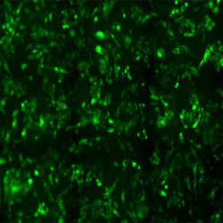 Fluorescent Muscarinic 1 Receptor Internalization Assay Cell Line