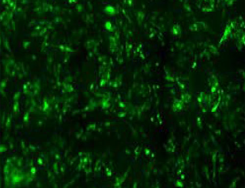 Green Fluorescent M1 Muscarinic Acetylcholine Receptor Cell Line