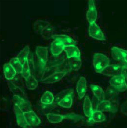 Fluorescent Cannabinoid 2 Receptor Internalization Assay Cell Line