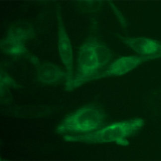 Fluorescent Bradikinin Receptor 1 Internalization Assay Cell Line