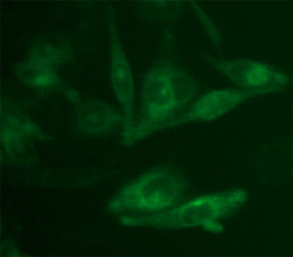 Fluorescent Bradikinin Receptor 1 Internalization Assay Cell Line