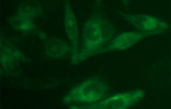 Fluorescent Bradikinin Receptor 1 Internalization Assay Cell Line