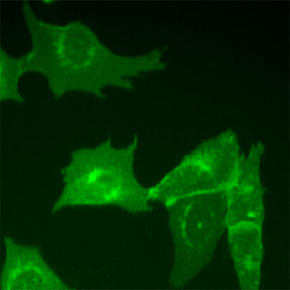 Fluorescent Human Pituitary Adenylate Cyclase-Activating Polypeptide Type I Receptor Internalization Assay