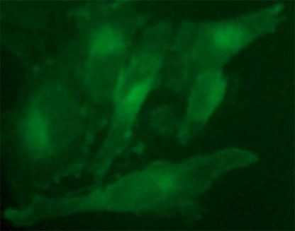Fluorescent Corticotropin Releasing Hormone Receptor 2 Internalization Assay Cell Line