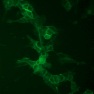 Fluorescent Dopaminergic Receptor D1