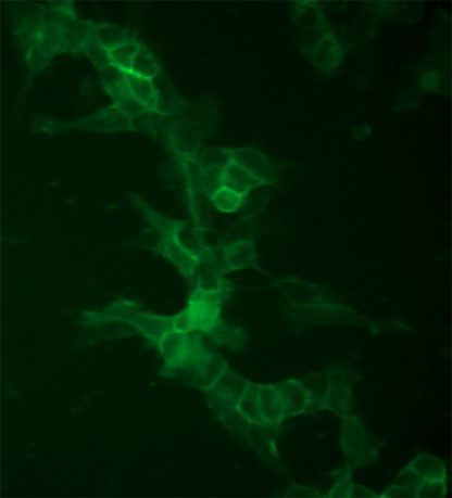 Fluorescent Dopaminergic Receptor D1