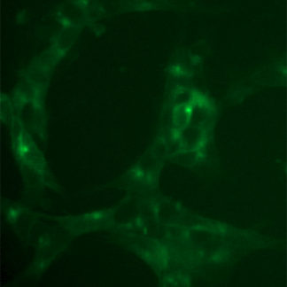 Fluorescent Dopaminergic Receptor D3 Internalization Assay Cell Line