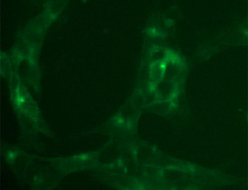 Fluorescent Dopaminergic Receptor D3 Internalization Assay Cell Line
