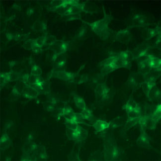 Fluorescent Dopaminergic Receptor D5 Internalization Assay Cell Line