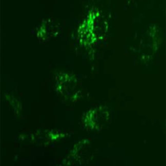 Fluorescent Sphingosine 1-Phosphate Receptor