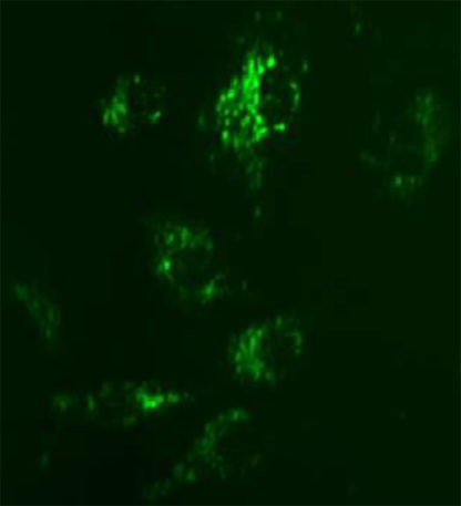 Fluorescent Sphingosine 1-Phosphate Receptor