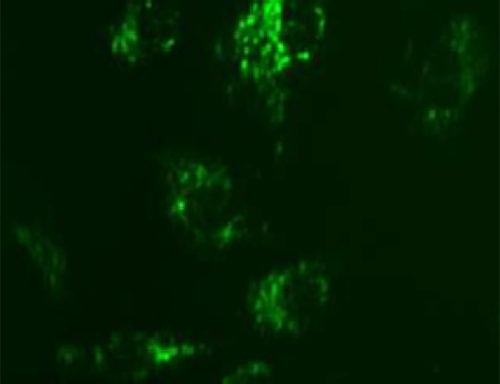 Fluorescent Sphingosine 1-Phosphate Receptor Internalization Assay Cell Line