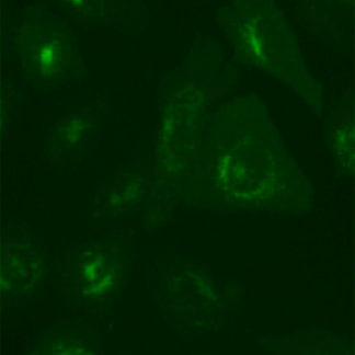 Fluorescent Glucagon-like Peptide-2