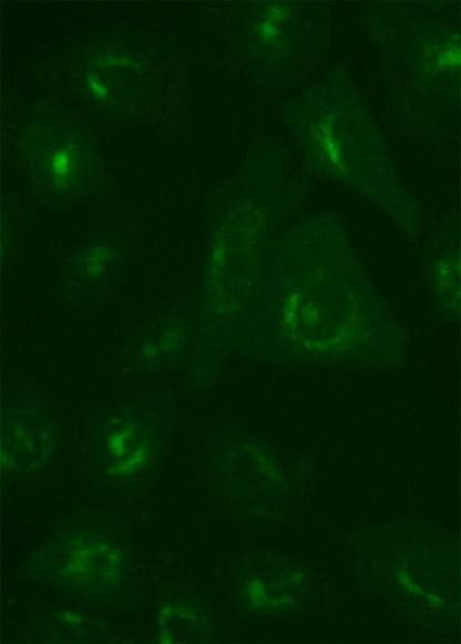 Fluorescent Glucagon-like Peptide-2