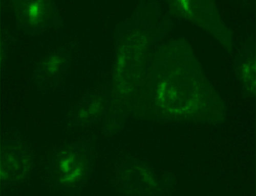 Fluorescent Glucagon-like Peptide-2 Internalization Assay Cell Line