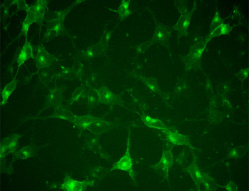 Fluorescent tachykinin receptor 1 Internalization Assay Cell Line