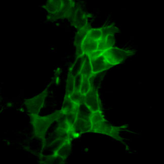 Fluorescent Tachykinin Receptor 3 Internalization Assay Cell Line