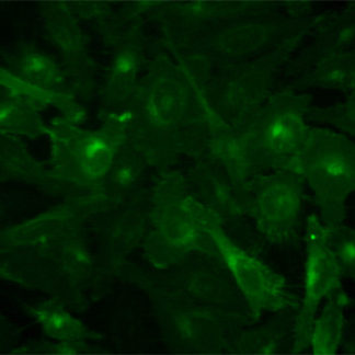 Fluorescent opioid receptor, delta 1 Internalization Assay Cell Line